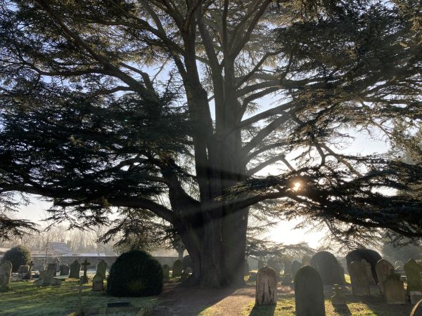 Huge cypress tree umbrella to the graveyard